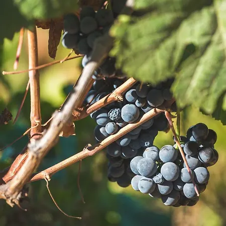 Quinta Do Valdalagea *