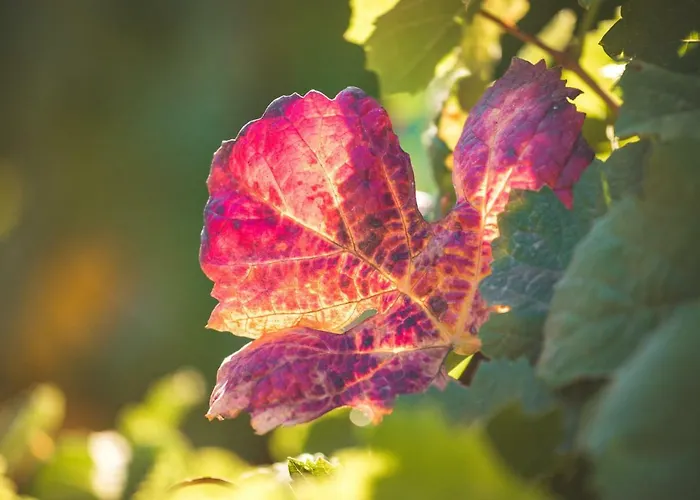 Quinta Do Valdalagea 페소다레과